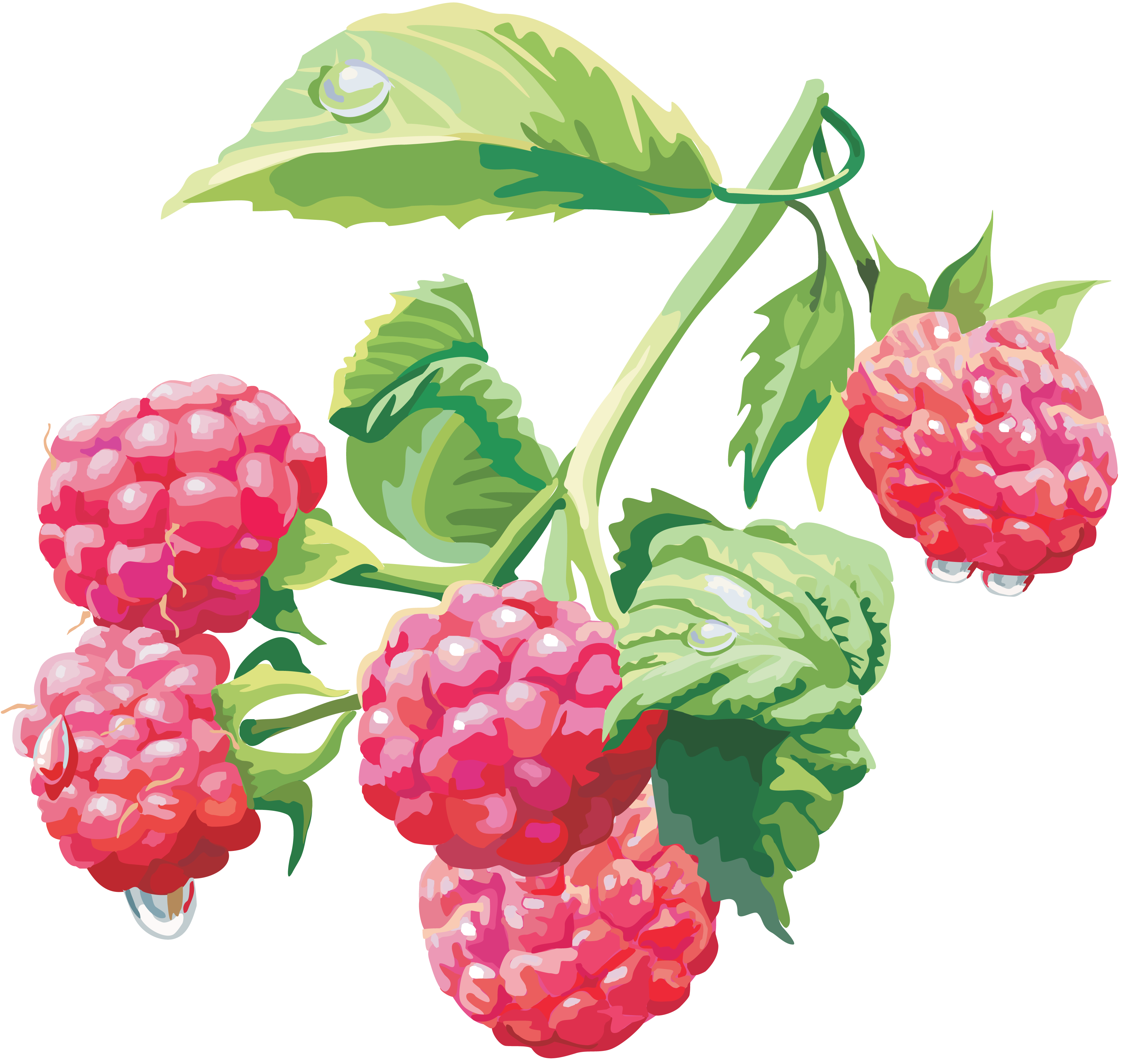 Detail Raspberry Png Nomer 36