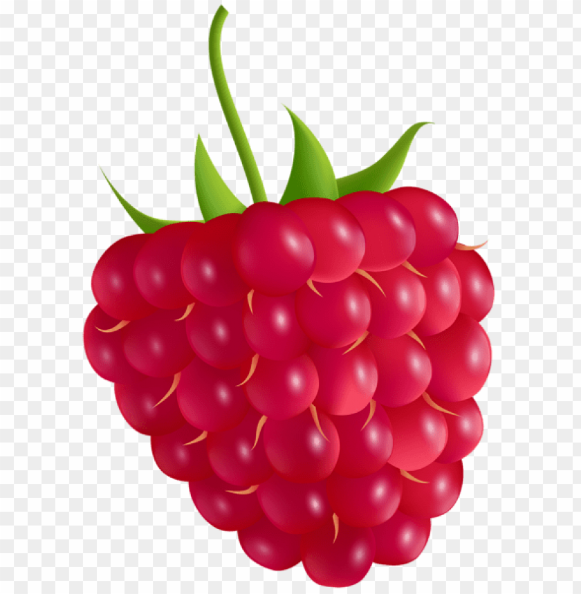 Detail Raspberry Transparent Background Nomer 17