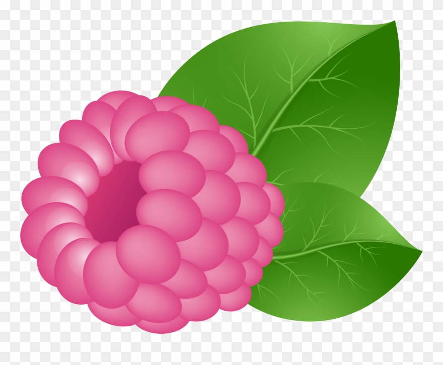 Detail Raspberry Transparent Background Nomer 29