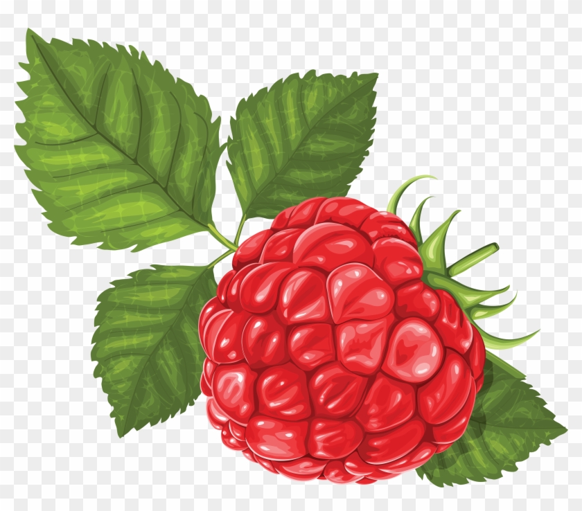 Detail Raspberry Transparent Background Nomer 36