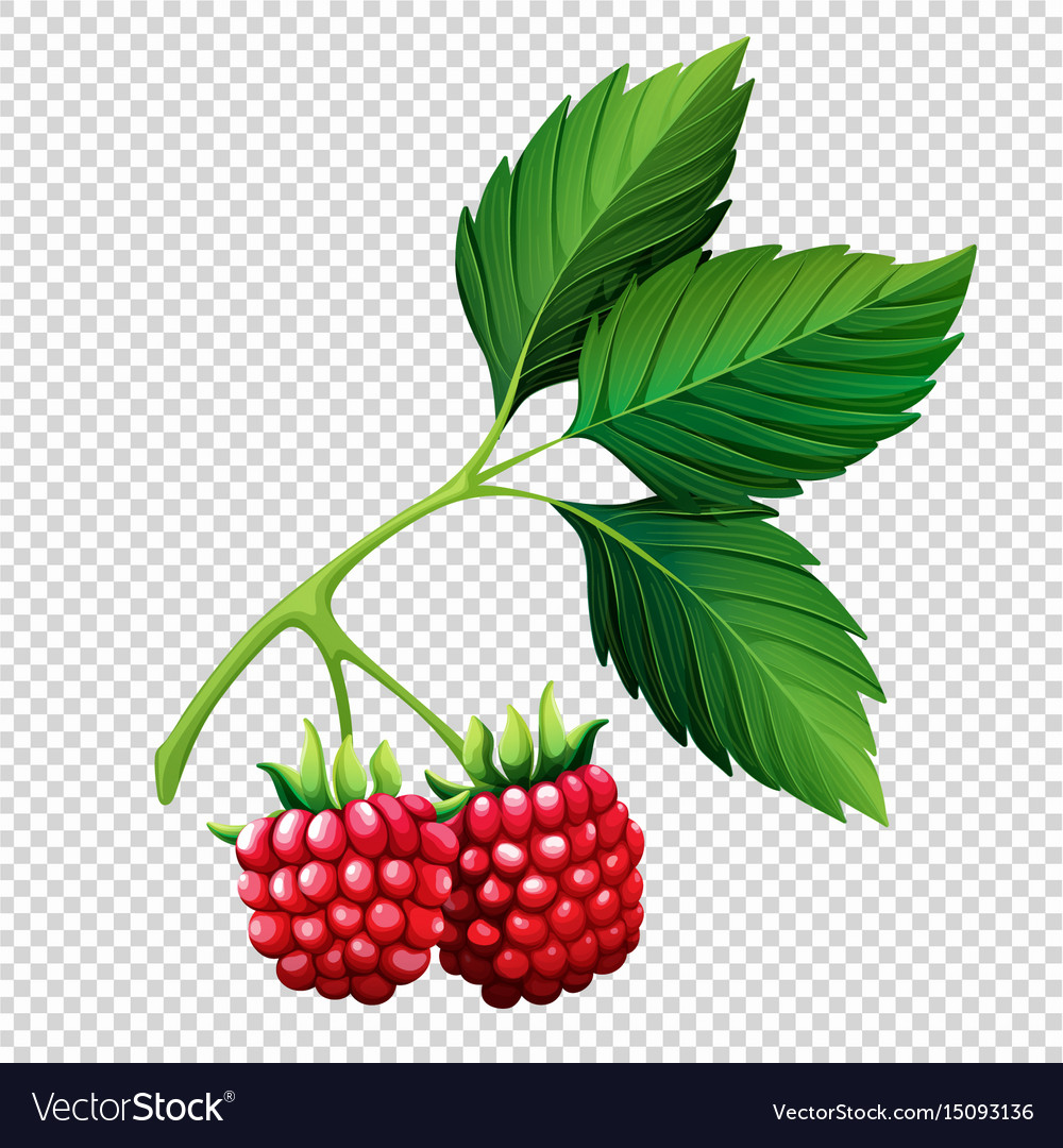 Detail Raspberry Transparent Background Nomer 39