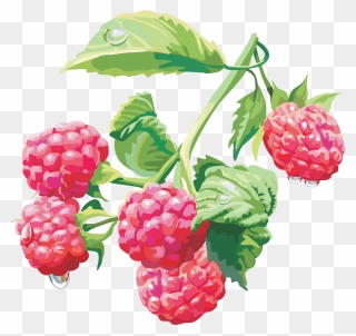 Detail Raspberry Transparent Background Nomer 53