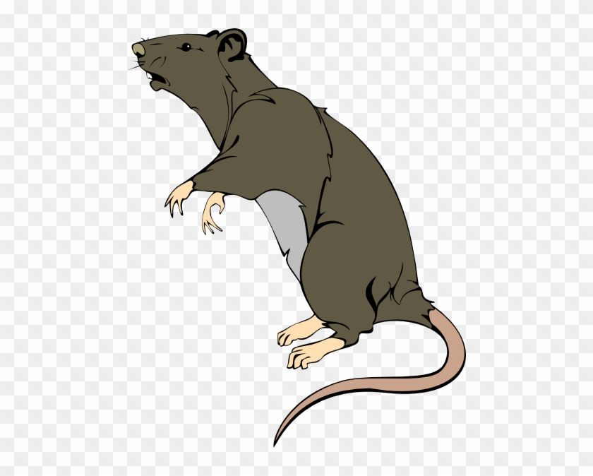 Detail Rat Clip Art Nomer 21