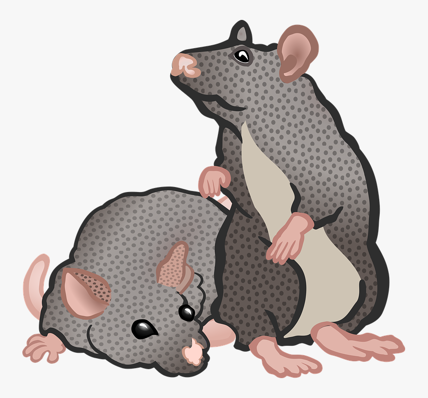 Detail Rat Clip Art Nomer 40