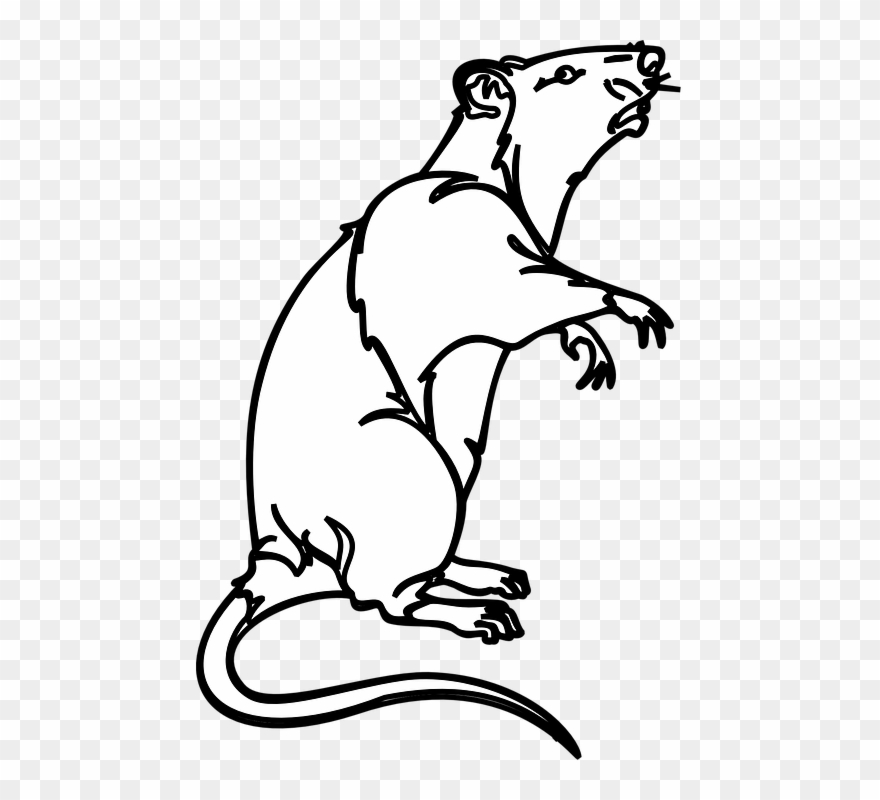 Detail Rat Clip Art Nomer 53