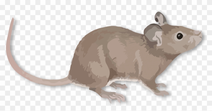 Detail Rat Clipart Png Nomer 14