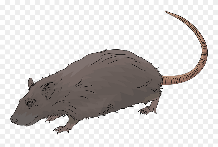 Detail Rat Clipart Png Nomer 42