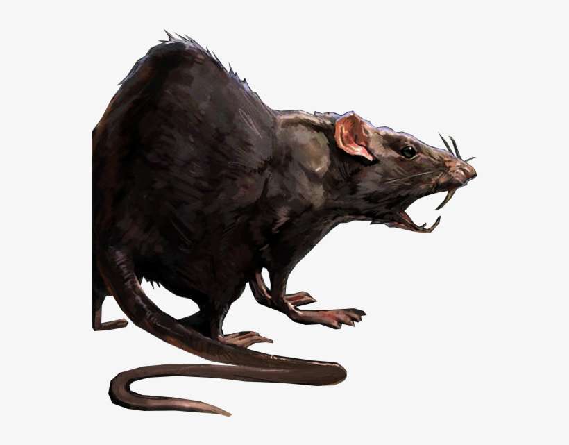 Detail Rat Download Nomer 39