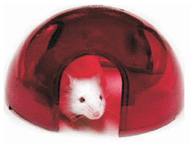 Detail Rat Igloo Nomer 2