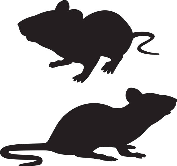 Detail Rat Images Free Nomer 46