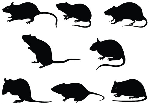 Detail Rat Images Free Nomer 48