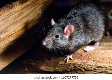 Detail Rat Images Free Nomer 52