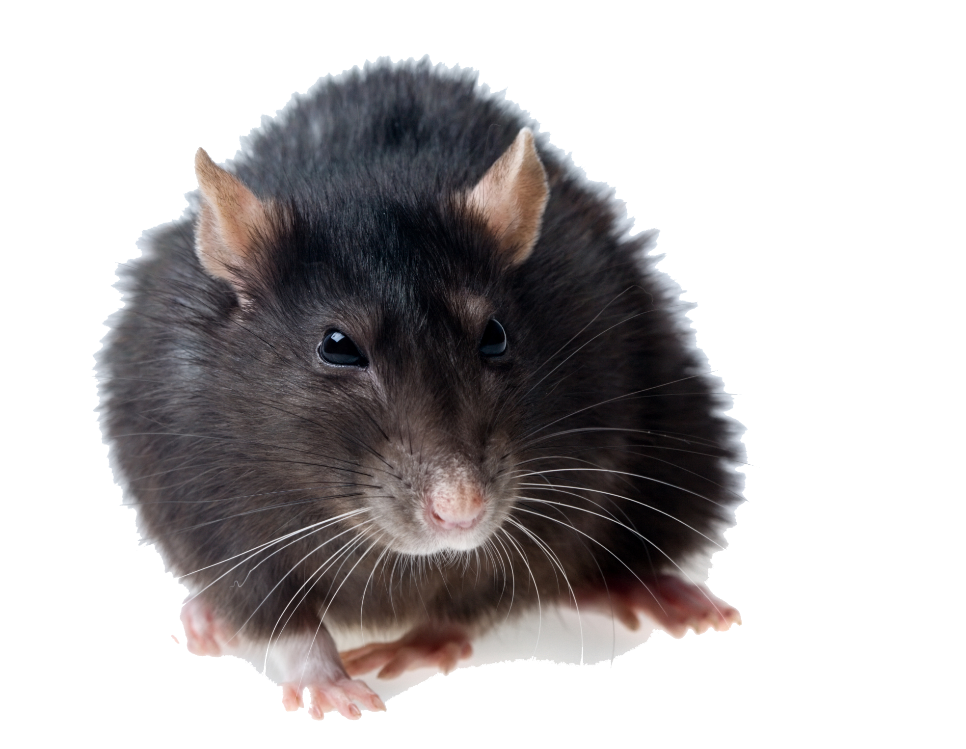 Rat No Background - KibrisPDR