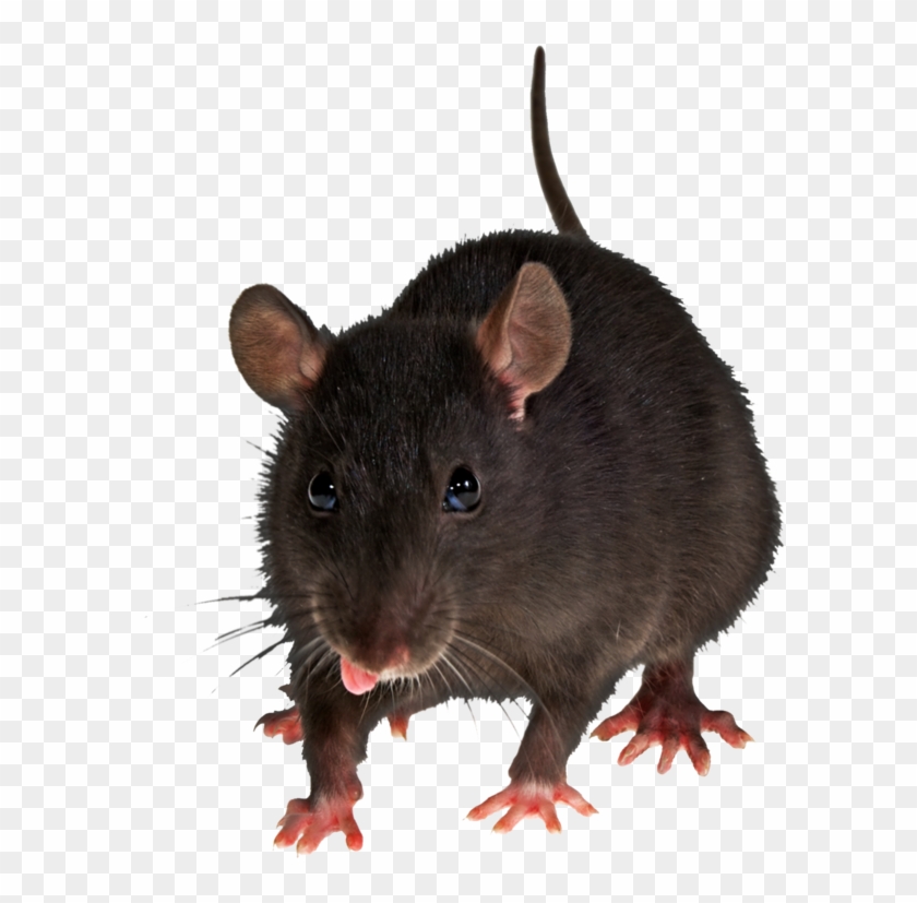 Detail Rat Transparent Nomer 15