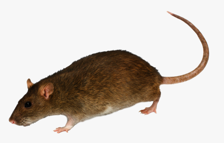 Detail Rat Transparent Nomer 16