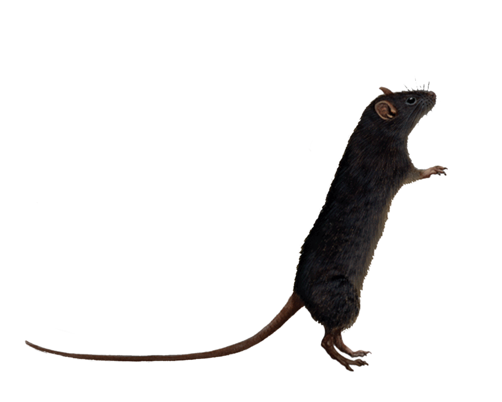 Detail Rat Transparent Nomer 18