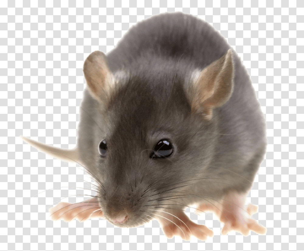 Detail Rat Transparent Nomer 22