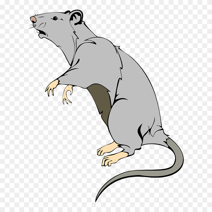 Detail Rat Transparent Nomer 43