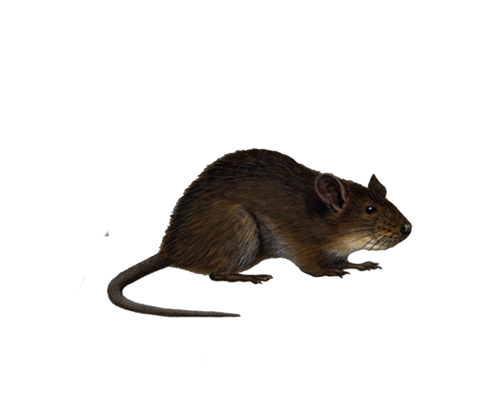 Detail Rat Transparent Nomer 47