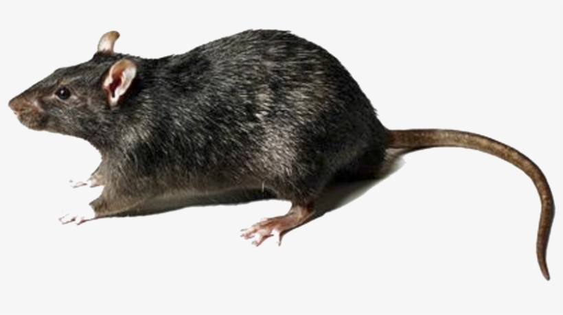 Detail Rat Transparent Nomer 6
