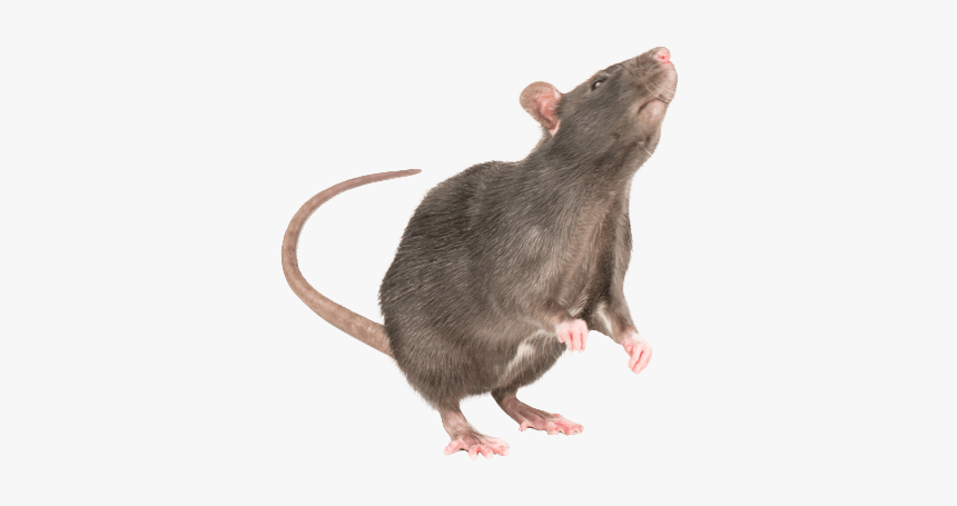 Detail Rat Transparent Nomer 8