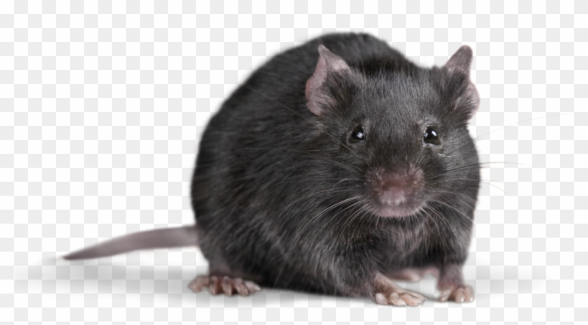 Detail Rat Transparent Nomer 9