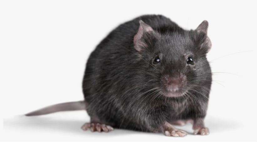 Rat Transparent Background - KibrisPDR