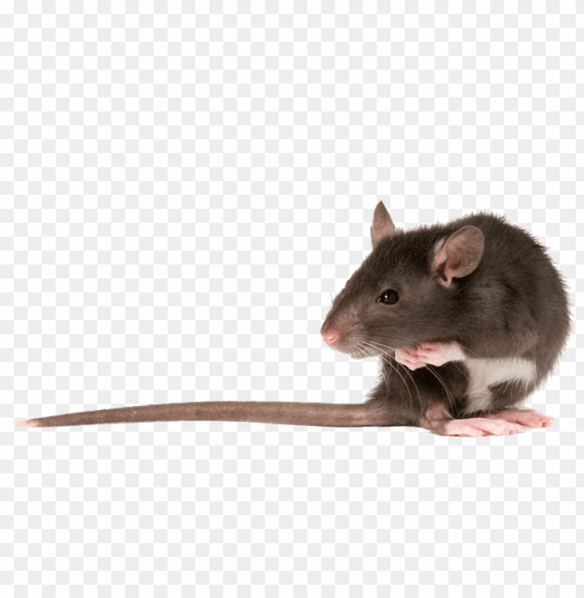 Detail Rat Transparent Background Nomer 12