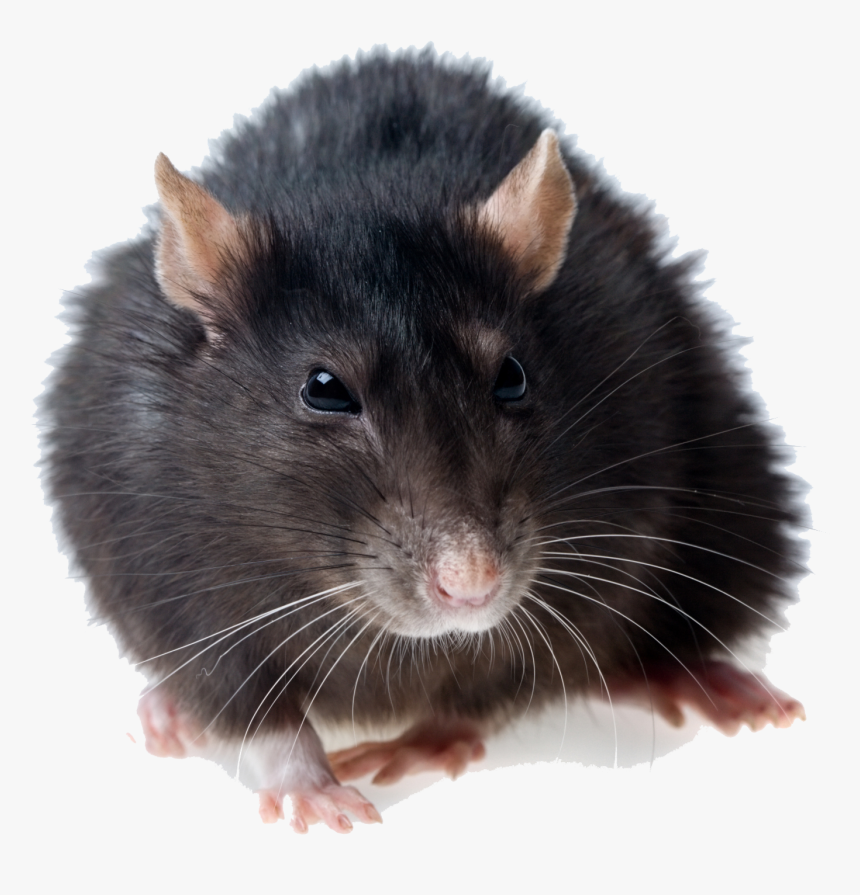 Detail Rat Transparent Background Nomer 16