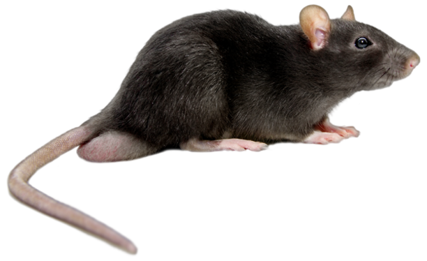 Detail Rat Transparent Background Nomer 17