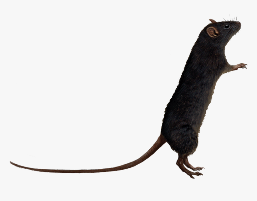 Detail Rat Transparent Background Nomer 18