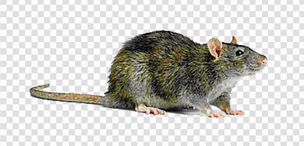 Detail Rat Transparent Background Nomer 19