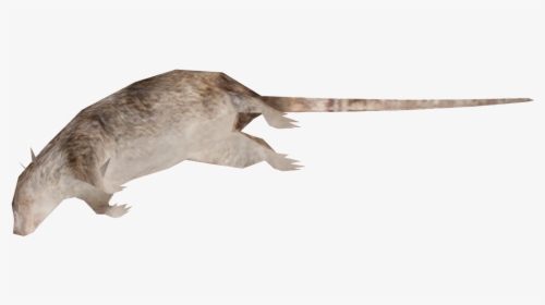 Detail Rat Transparent Background Nomer 21