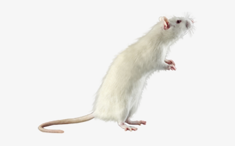 Detail Rat Transparent Background Nomer 22