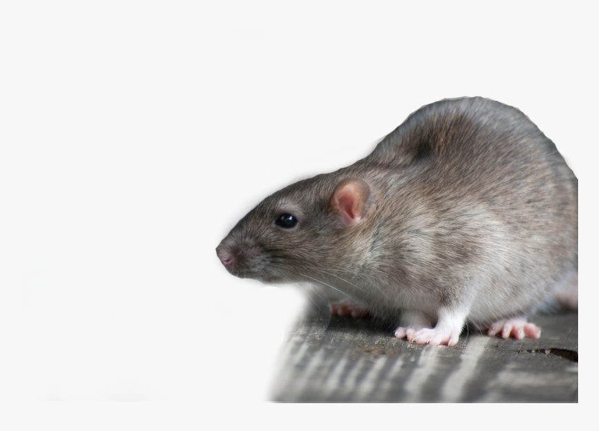 Detail Rat Transparent Background Nomer 23