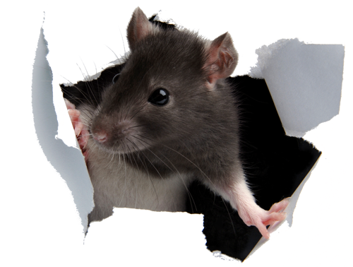 Detail Rat Transparent Background Nomer 26