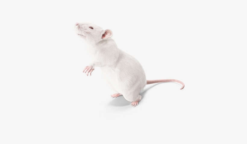 Detail Rat Transparent Background Nomer 30