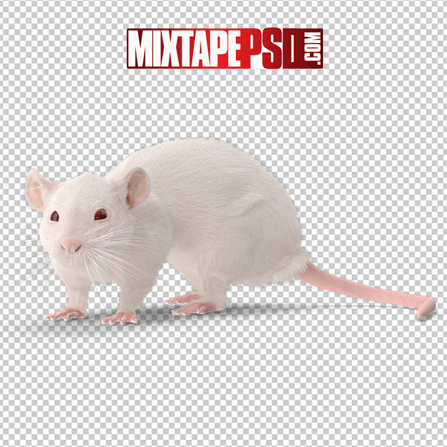 Detail Rat Transparent Background Nomer 39