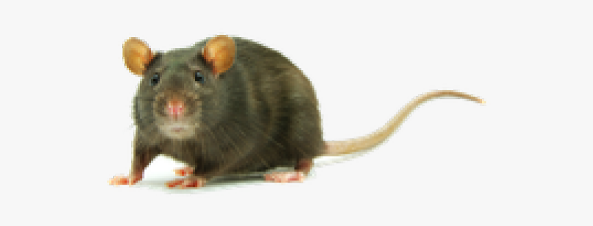 Detail Rat Transparent Background Nomer 40