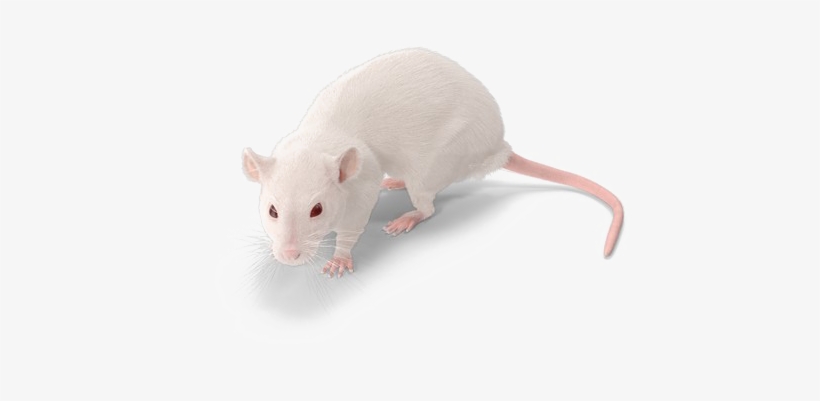 Detail Rat Transparent Background Nomer 42