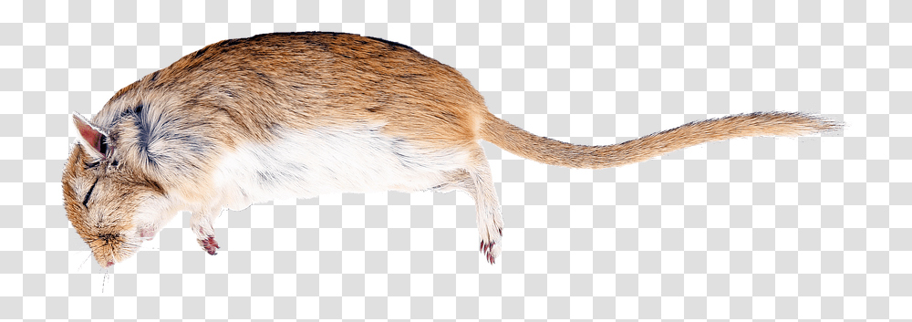 Detail Rat Transparent Background Nomer 48