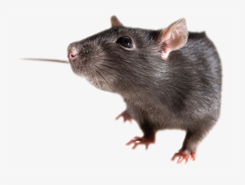 Detail Rat Transparent Background Nomer 7