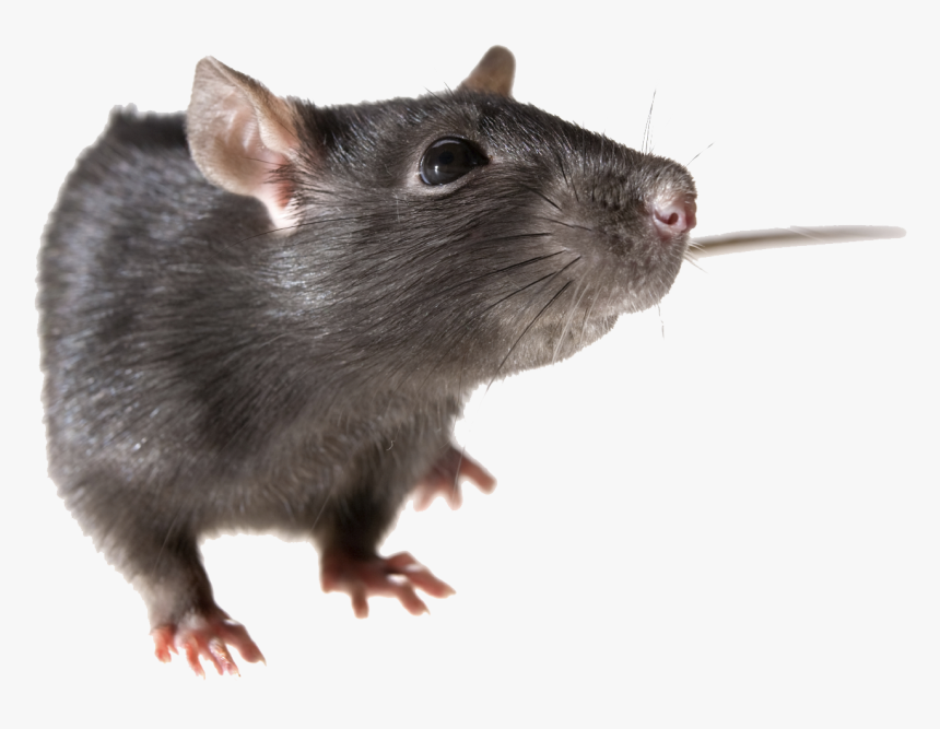 Rat Transparent Png - KibrisPDR