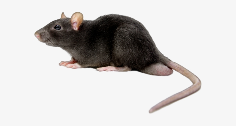 Detail Rat Transparent Png Nomer 10