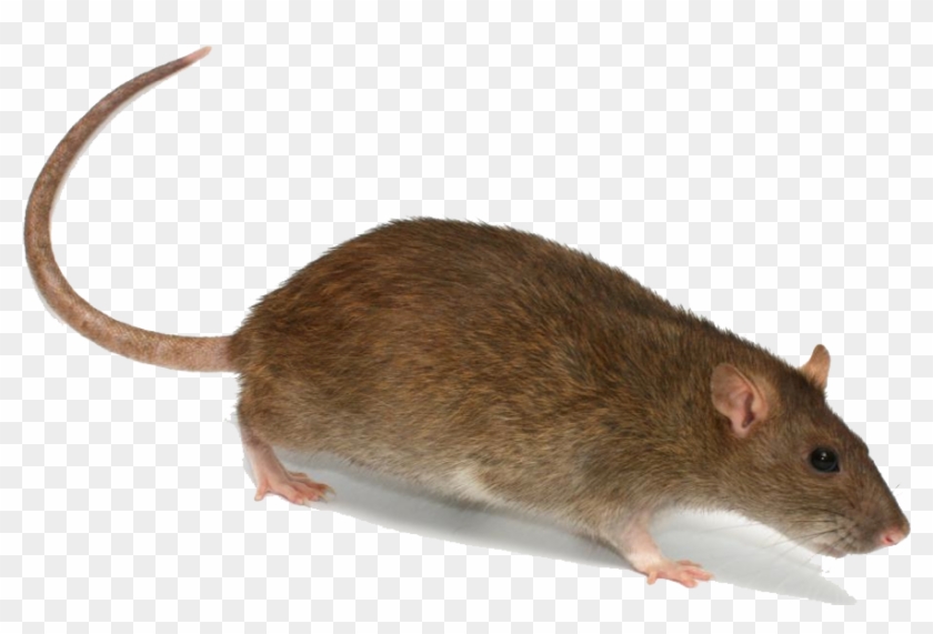 Detail Rat Transparent Png Nomer 13