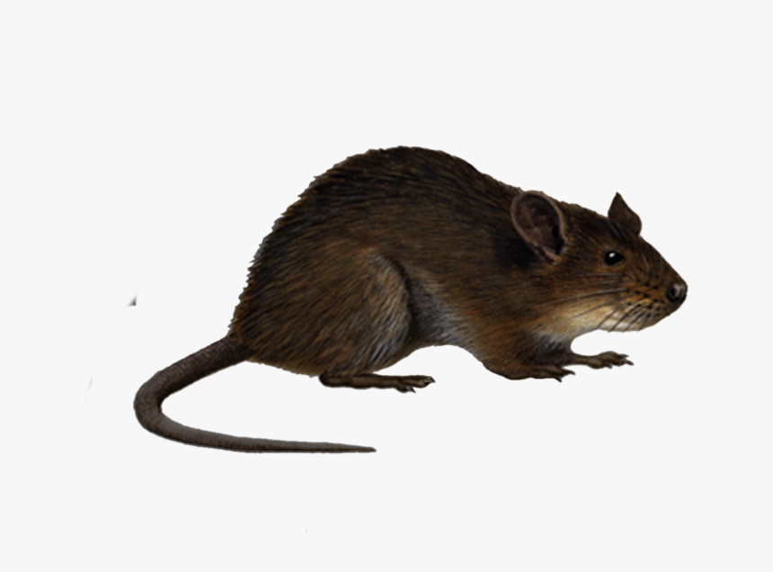 Detail Rat Transparent Png Nomer 18