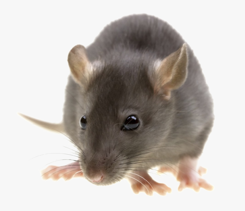Detail Rat Transparent Png Nomer 19