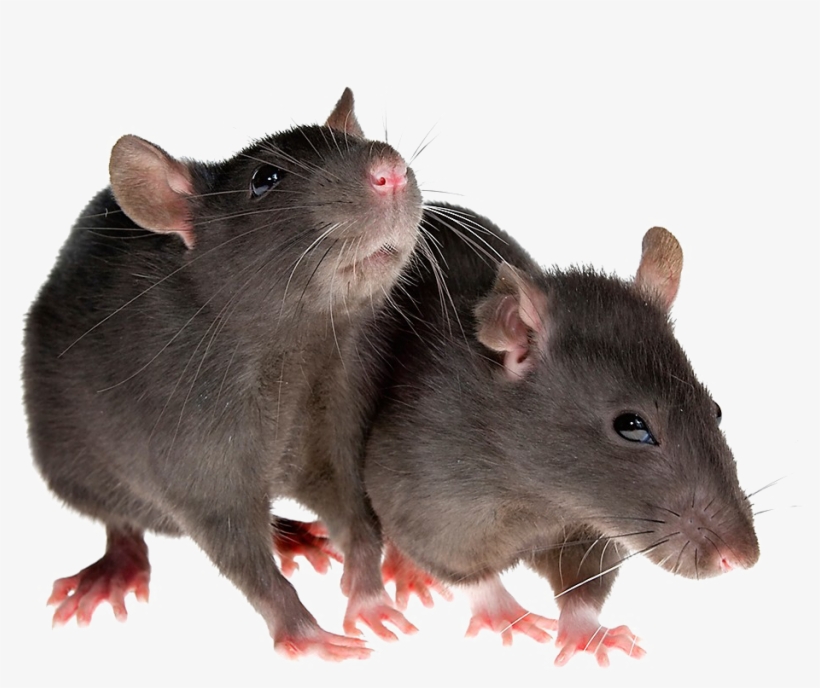 Detail Rat Transparent Png Nomer 20