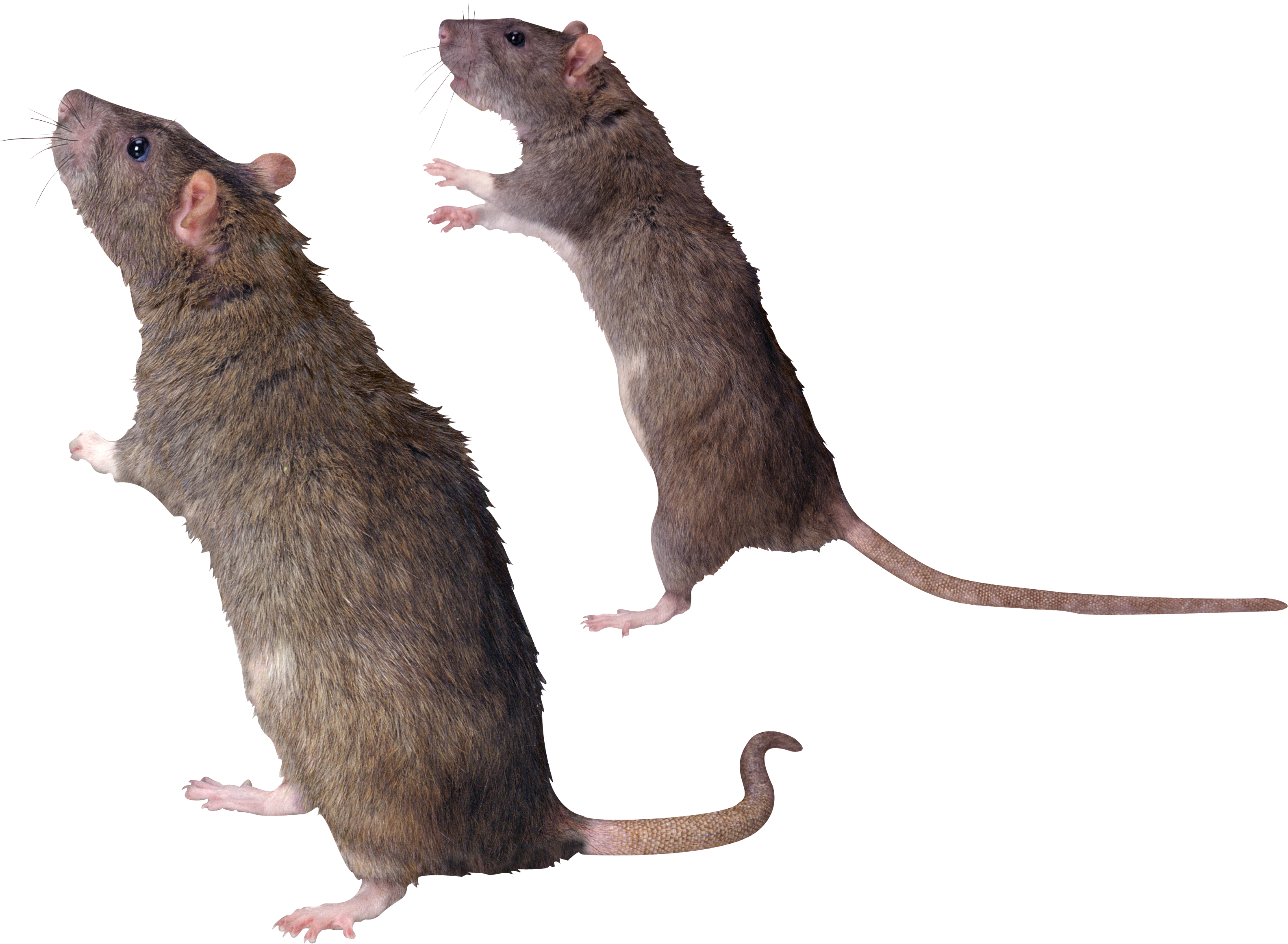 Detail Rat Transparent Png Nomer 22