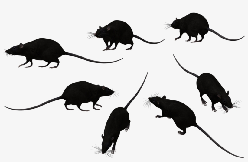 Detail Rat Transparent Png Nomer 24